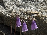 Soldanella pusilla 1, Saxifraga-Willem van Kruijsbergen