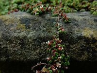 Soleirolia soleirolii 13, Slaapkamergeluk, Saxifraga-Ed Stikvoort : Limerick s9900