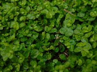Soleirolia soleirolii 14, Slaapkamergeluk, Saxifraga-Ed Stikvoort : Limerick s9900