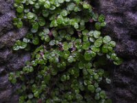 Soleirolia soleirolii 16, Slaapkamergeluk, Saxifraga-Ed Stikvoort : Limerick