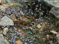 Solenopsis minuta