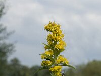 Solidago canadensis, Canadian Goldenrod