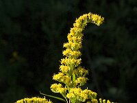 Solidago gigantea, Giant Goldenrod