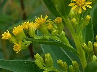 Solidago gigantea 7, Late guldenroede, Saxifraga-Ab H Baas