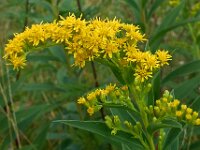 Solidago gigantea 8, Late guldenroede, Saxifraga-Ab H Baas