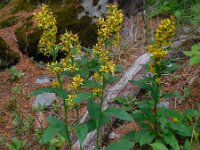 Solidago virgaurea, Goldenrod