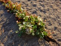 Soliva stolonifera 1, Saxifraga-Ed Stikvoort