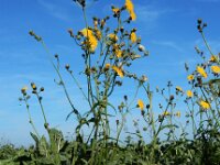 Sonchus arvensis, Perennial Sowthistle