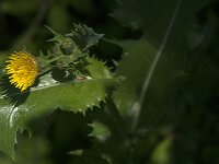 Sonchus asper 17, Gekroesde melkdistel, Saxifraga-Jan van der Straaten