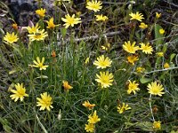 Sonchus bulbosus