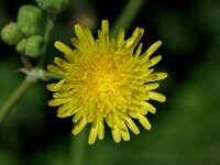 Sonchus oleraceus, Smooth Sowthistle