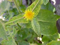 Sonchus oleraceus 5, Gewone melkdistel, Saxifraga-Peter Meininger