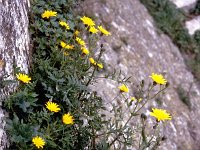 Sonchus tenerrimus 1, Saxifraga-Rutger Barendse