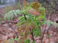 Sorbaria tomentosa