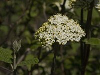 Sorbus aria, Whitebeam