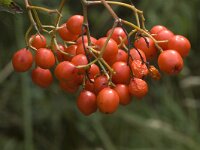 Sorbus aucuparia, Mountain Ash