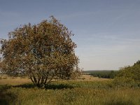 Sorbus aucuparia 8, Wilde lijsterbes, Saxifraga-Jan van der Straaten