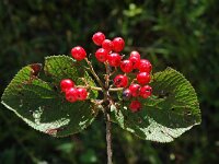 Sorbus chamaemespilus, Dwarf Medlar