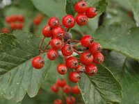 Sorbus mougeotii 1, Saxifraga-Jan van der Straaten