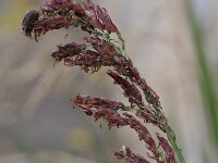 Sorghum halepense