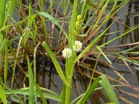 Sparganium emersum, Unbranched Bur-reed