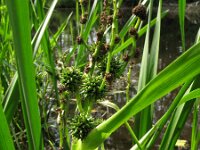 Sparganium erectum, Branched Bur-reed