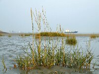 Spartina anglica 1, Engels slijkgras, Saxifraga-Ed Stikvoort