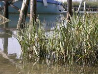 Spartina maritima