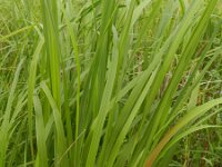 Spartina pectinata