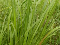 Spartina pectinata