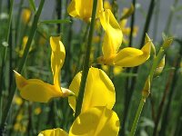 Spartium junceum, Spanish Broom