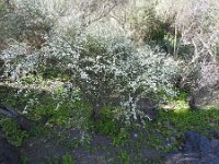 Spartocytisus filipes