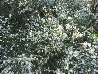 Spartocytisus filipes 2, Saxifraga-Michiel Drok