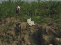 Spergula arvensis, Corn Spurry