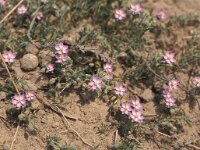 Spergula morisonii, Morisons Spurry