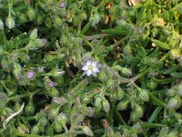 Spergularia marina, Lesser Sea-spurrey