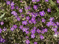 Spergularia purpurea 10, Saxifraga-Willem van Kruijsbergen