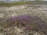 Spergularia purpurea 9, Saxifraga-Willem van Kruijsbergen