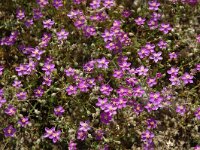 Spergularia rubra 1, Rode schijnspurrie, Saxifraga-Jan van der Straaten