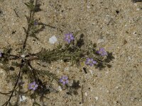 Spergularia salina 1, Zilte schijnspurrie, Saxifraga-Jan van der Straaten