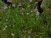 Spergularia salina 5, Zilte schijnspurrie, Saxifraga-Willem van Kruijsbergen