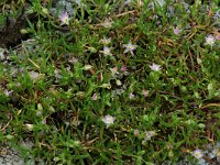 Spergularia salina 8, Zilte schijnspurrie, Saxifraga-Willem van Kruijsbergen