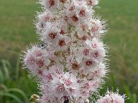 Spiraea alba 1, Witte pluimspirea, Saxifraga-Ab H Baas