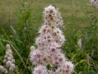 Spiraea alba 2, Witte pluimspirea, Saxifraga-Ab H Baas
