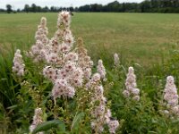 Spiraea alba 3, Witte pluimspirea, Saxifraga-Ab H Baas