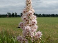 Spiraea alba 5, Witte pluimspirea, Saxifraga-Ab H Baas