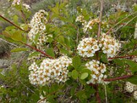 Spiraea hypericifolia