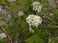 Spiraea hypericifolia 2, Hertshooispirea, Saxifraga-Ed Stikvoort : Jerevan - Areni - Noravank A900