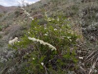 Spiraea hypericifolia 4, Hertshooispirea, Saxifraga-Ed Stikvoort : Jerevan - Areni - Noravank A900