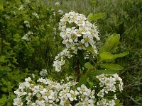 Spiraea hypericifolia 6, Hertshooispirea, Saxifraga-Ed Stikvoort : Sisian en omgeving A900